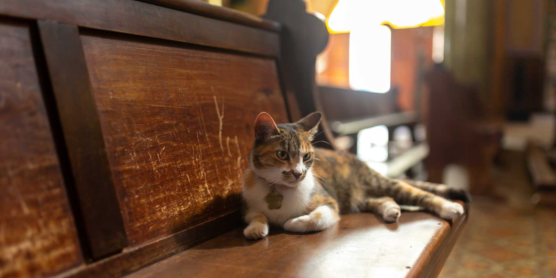 Sie sind Hausgenossen, beste Freunde, Weggefährten - Haustiere haben für viele Menschen einen hohen Stellenwert. 